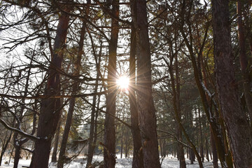 The sun shines between pine trees in the winter forest