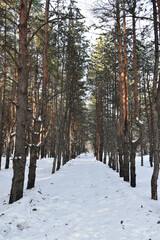 White snowy road between tall pine trees in the winter woodland.

