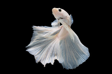 White betta fish moving moment beautiful fancy halfmoon betta, fighting fish, siam betta fish on black background.