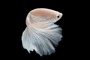 White betta fish moving moment beautiful fancy halfmoon betta, fighting fish, siam betta fish on black background.
