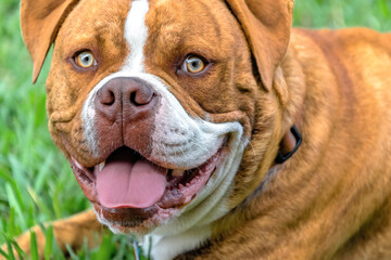 Cute dog pet in a grass field