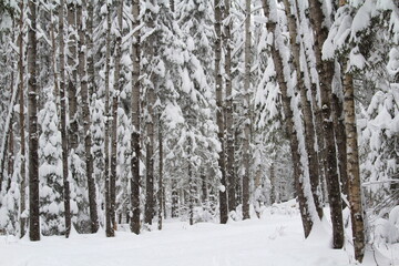 Snow covered deserted alley with trees. Calm, quiet, cozy, winter, magical mood. Gardening of the city environment, a place for rest and walks. Stock photo with empty space for text.