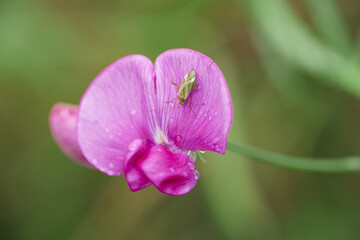 In spring, a joyful and colorful new life is awakened 