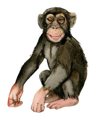 Monkey on white background, watercolor illustration