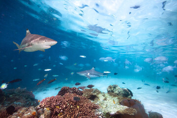 A blacktip reef sharks swimming above a school of fish with sunbeams slanting through the blue water background.