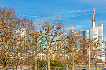 View of Frankfurt skyline with deciduous plane trees in the foreground under blue sky and sunshine