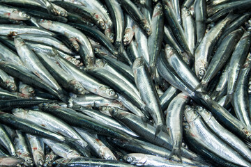 Large Mediterranean sprat close-up, sale on the market.