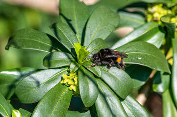 Emerged from hibernation, a queen Buff-tailed bumblebee (Bombus terrestris) searches for pollen