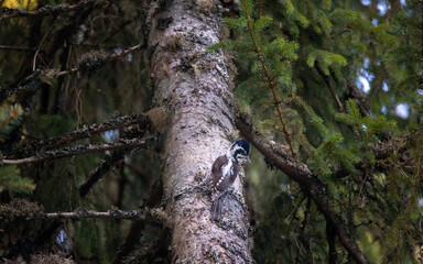 Three toed woodpecker Picoides tridactylus on a tree looking for food.