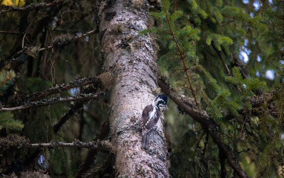 Three Toed Woodpecker Picoides Tridactylus On A Tree Looking For Food.