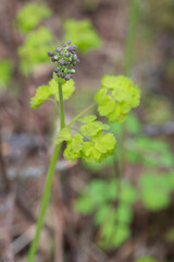 Flower buds on plant