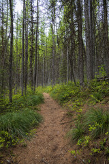 Hiking Trail through tall trees in forest