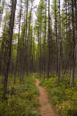 Hiking Trail through tall trees in forest
