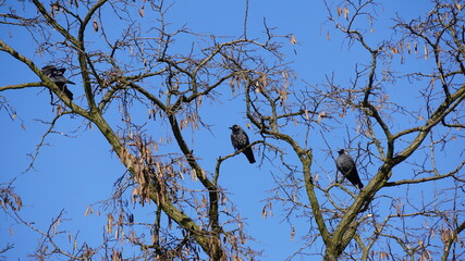 Kawka (Corvus monedula) – gatunek średniej wielkości ptaka synantropijnego z rodziny krukowatych (Corvidae).