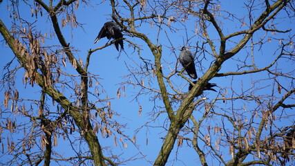 Kawka (Corvus monedula) – gatunek średniej wielkości ptaka synantropijnego z rodziny krukowatych (Corvidae).