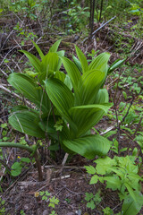 False Hellebores plant
