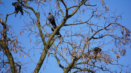 Kawka (Corvus monedula) – gatunek średniej wielkości ptaka synantropijnego z rodziny krukowatych (Corvidae).