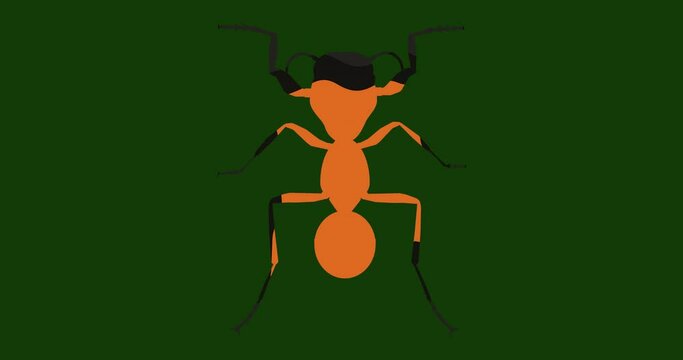 Multi-colored ant animation. The ant is a symbol of hard work and is well suited as a download on the site.