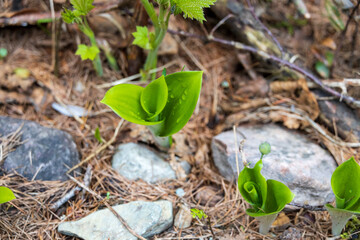 Sprouts on the forest ground