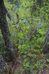 Blue Clematis wildflowers