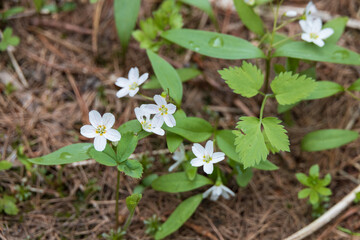 Spring-beauty wildflowers close-up