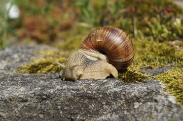 snail on the rock - Helix pomatia