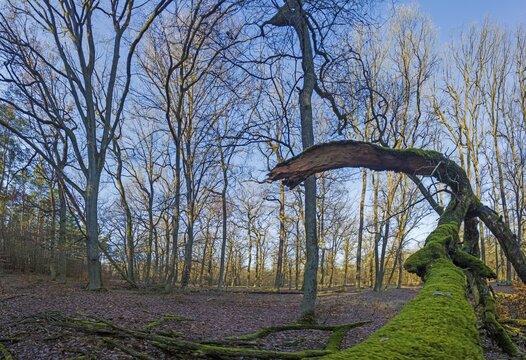 Panoramic Image Of Deciduous Winter Forest With Long Shadows In Low Sun With Moss Covered Tree Trunk In Foreground