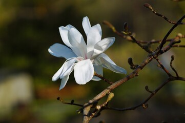 Beautiful white flowering magnolia - flowering tree. Magnolia stellata - selective focus