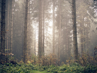 Obraz premium düsterer Wald, Österreich, Kitzbühel