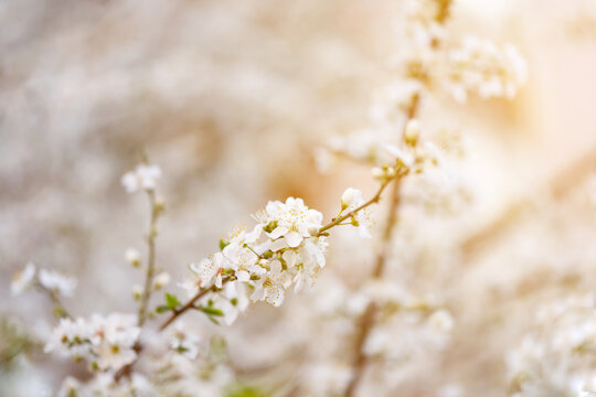 Cherry blossom in full bloom. Cherry flowers in small clusters on a cherry tree branch, fading in to white. Shallow depth of field. Focus on center flower cluster. © Francesco