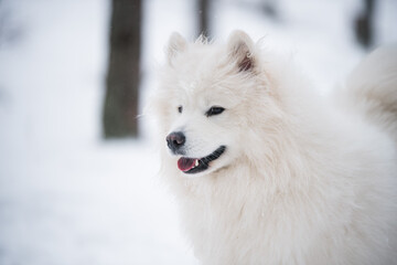 Samoyed white dog portrait closeup is in the winter forest