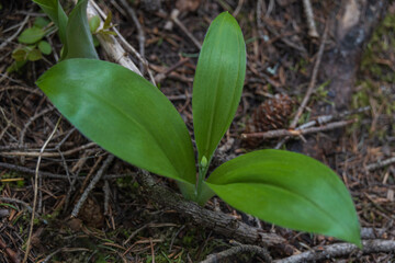 Sprouts on the forest ground