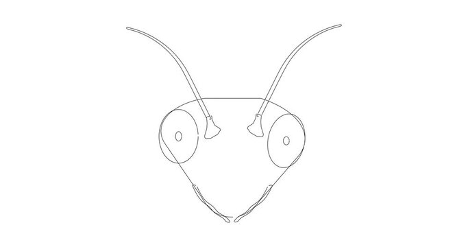 Linear animation with the head of a mantis insect. The lines are drawn and turned into a vector illustration in the form of a mantis head.
