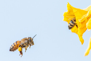 Biene im Anflug
