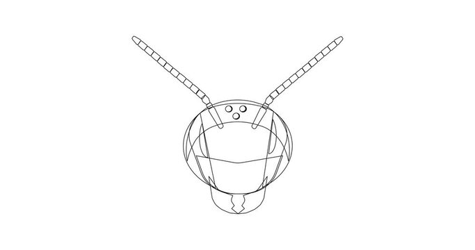 Linear drawing of the honey bee head on a white background. Suitable for an animated bee farm logo.