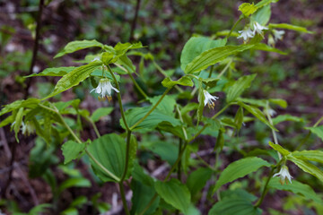Roughfruit Fairybells wildflowers