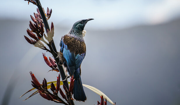 Closeup shot of a tui bird perched on a flax flower captured in New Zealand