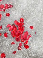 red rose petals on snow