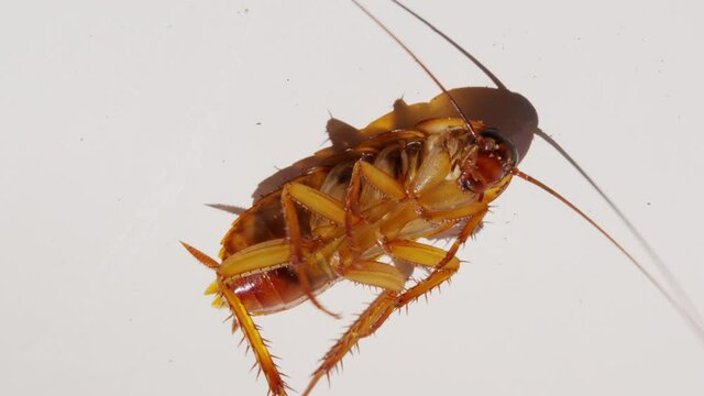 Cockroach isolated on white background ,Cockroaches lie dead with Insecticide. Isolated on white background. Animals with germs and dirt.