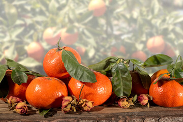 Fototapeta na wymiar Freshly picked tangerines on a background of orange trees, selective focus