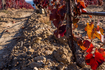 Autumn vineyard