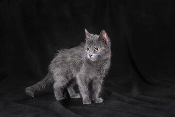 Obraz premium silver kitten stands on a black background