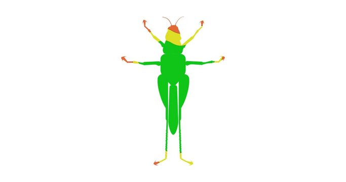 Colorful preloader with a grasshopper insect. The grasshopper is filled with three colors-green, yellow, pink on a white background. The second animation is the appearance of a green grasshopper as if