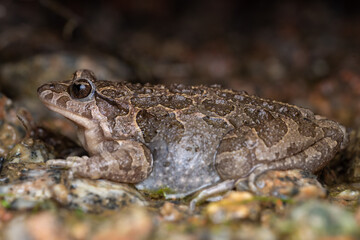 Mediterranean painted frog (Discoglossus pictus)