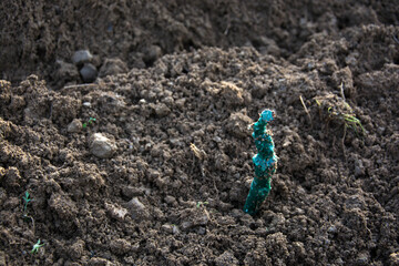 Planting grapes