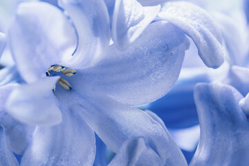 Light blue hyacinth flowers macro shot with blurred background. Soft focus. A fragrant spring...