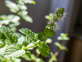 Flower mint. Apartment garden with spices. Mint planted in pot near the apartment window. Backlit photography.
