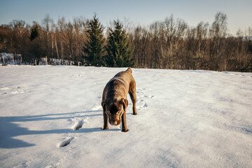 A dog walking in the snow a Labrador