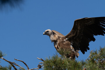 vulture