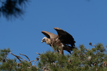 vulture